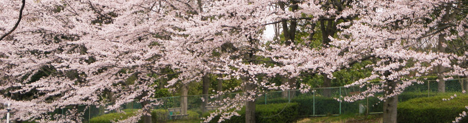 クリーンセンターの桜