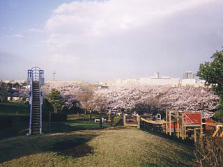頂上からの桜