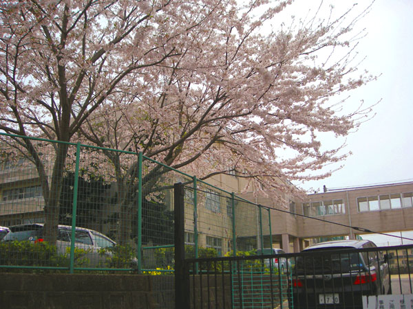 桜百景