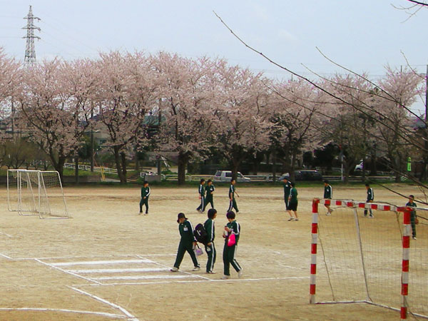 桜百景