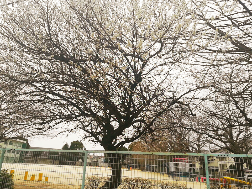 六実第三小学校の桜