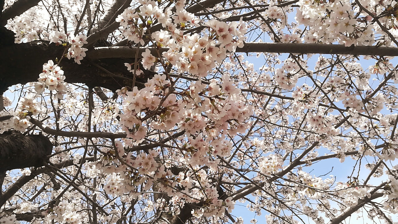 桜2022/六高台